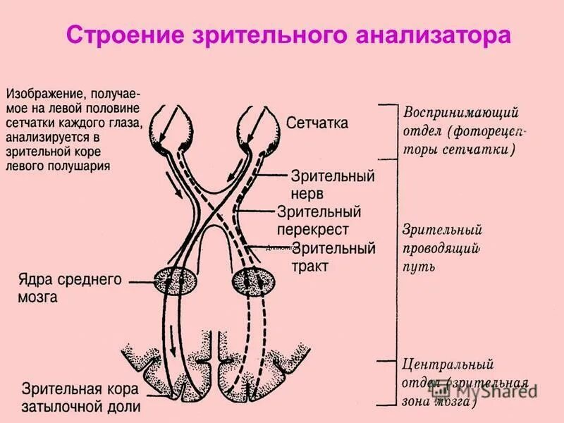 Анализатор состоит из проводящего звена передающего. Проводниковый отдел зрительного анализатора схема. Проводящий путь зрительной системы. Схема зрительного анализатора собаки. Зрительный анализатор строение анатомия.