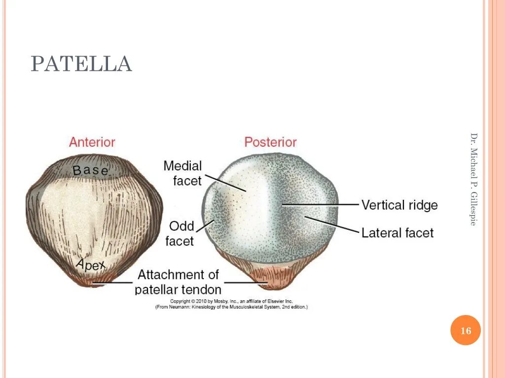 Patella caerulea и Patella Ulyssiponensis внешний вид. Пателла пластинка сена. Gastropoda Patella caerulea и Patella Ulyssiponensis внешний вид. Small Size of the Patella. Facet перевод