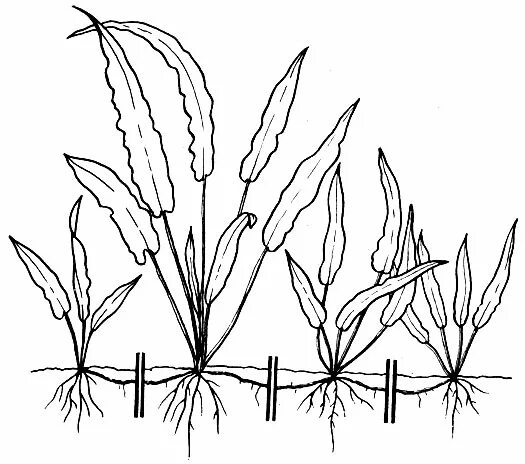 лимонник тонколистный аквариумное растение. эхинодорус амазонский, "амазонка". размножение дочерними растениями. эхинодорус амазонский аквариумное растение. размножение аквариумных растений.