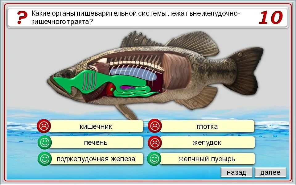 Тест рыбы 7 класс биология с ответами. Внутреннее строение рыбы. Строение рыбы 7 класс биология. Внутреннее строение рыбы 7 класс биология. Лабораторная работа внутреннее строение рыб презентация.