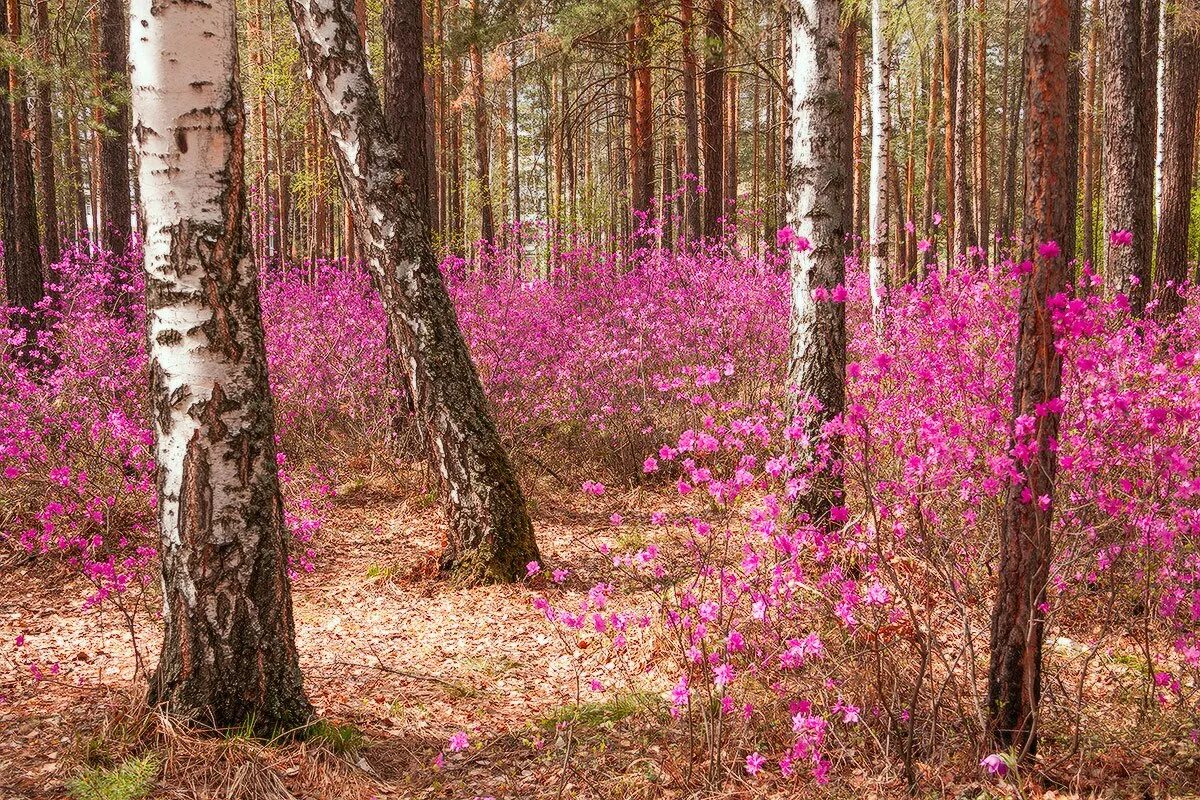 Песня где то багульник на сопке. Багульник. Багульник Забайкальский. Сопки багульник Забайкалье. Пейзаж с багульником.