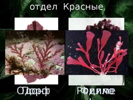 Рассмотрите изображения растений филлофора