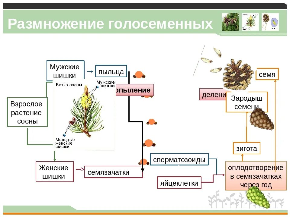 Размножение голосеменных растений схема. Размножение сосны схема. Схема размножения голосеменных растений 7 класс. Отдел Голосеменные растения размножение.