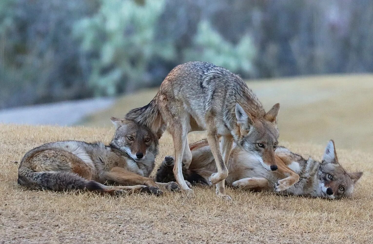 Четыре души койота. Койот млекопитающие. Койот Калифорния. Стая койотов. Койот и лиса.