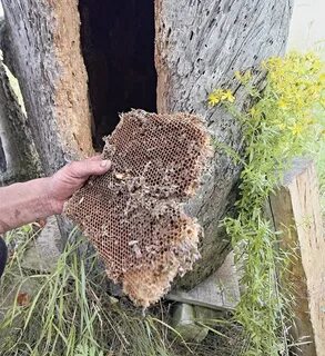 Через пни и колоды через высокие
