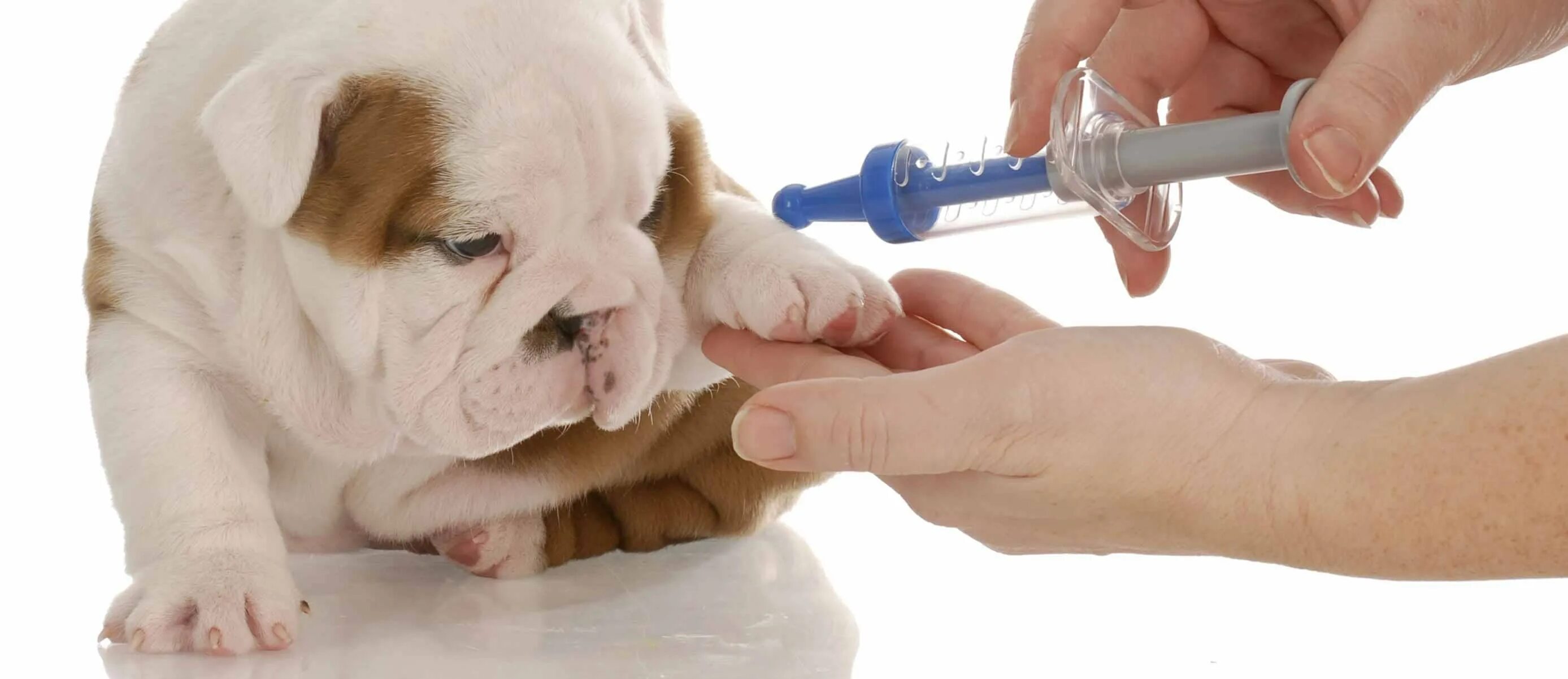 Как часто делают прививку от бешенства собаке. Вакцинация собак и кошек. Вакцинация Ветеринария. Прививка собаке.