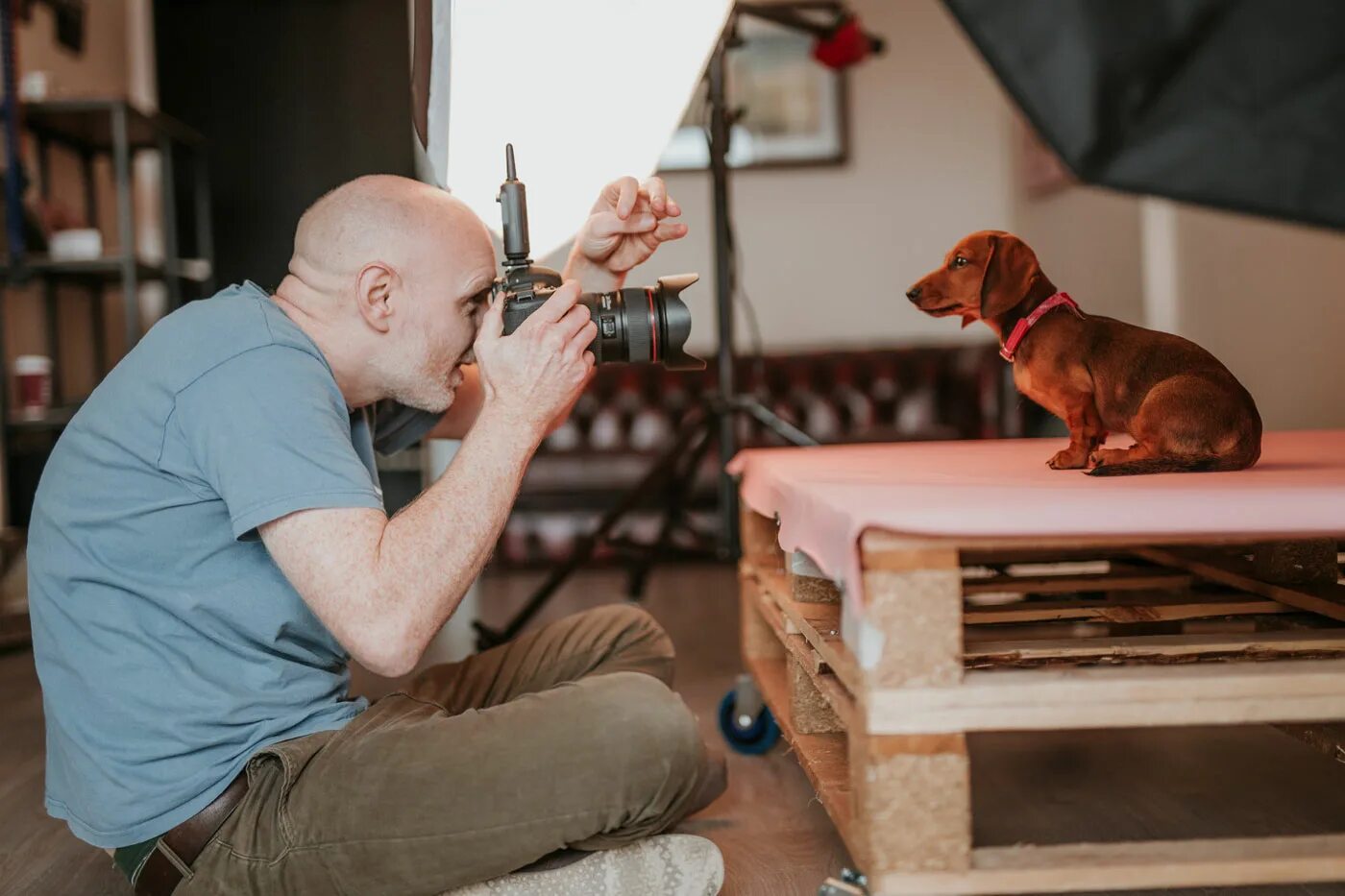 Фотостудия для собак. Помещение фотостудия для собак. Собака в фотостудии. Фотостудия для кошек. Pet's studio