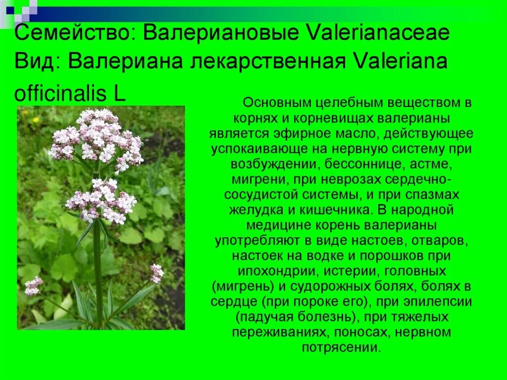 Описать лекарственную форму. Valeriana officinalis семейство. Валерьяна лекарственное растение. Валериана семейство растений. Лекарственные растения семейства валерьяновые.