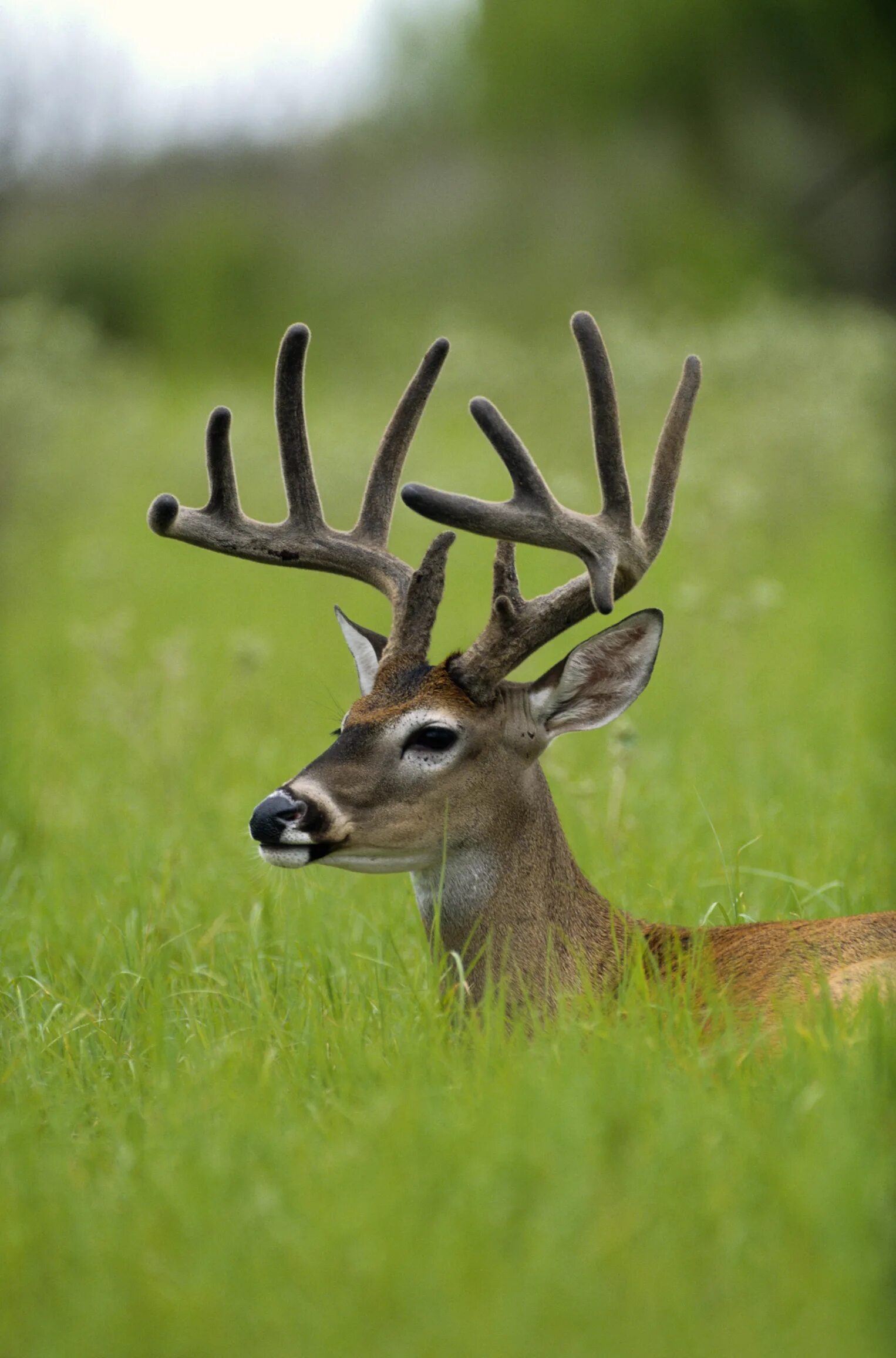 форма ред булл 2022 ф1. трое оленей. Audi r8 тимати. Al agnew художник. свиной олень.