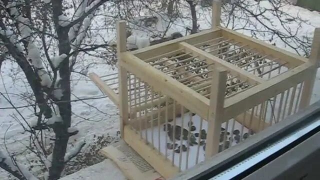 Одна из певчих птиц 3. Томский западок. томский западок механизм. клетка западок для певчих птиц. томский западок чертеж.