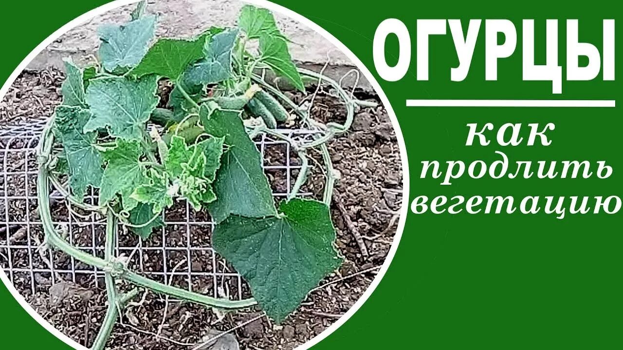 Огурцов окончание. Огурцы закончились. Любимая усадьба уход за огурцами. Дачные хитрости от а до я секреты хорошего урожая на огурцах ржавчина. Как ухаживать за огурцами инструкция.