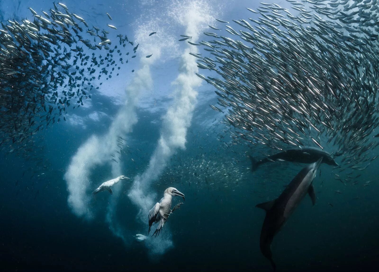 Победители фотоконкурса National Geographic. Морские обитатели моря. Лучшие снимки дикой природы. Стаи рыб в океане. Natural geographic