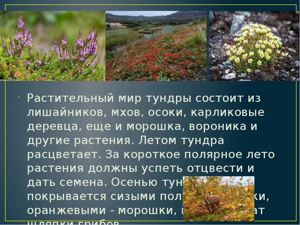 Характеристика тундры в россии. Тундра природная зона растительность. Растительность зоны тундры России. Растительный мир тундры.