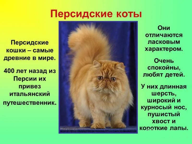 Доклад про кошку. Персидская кошка описание. Рассказ о персидской кошке. Описание о котах. Рассказ о персидском коте.