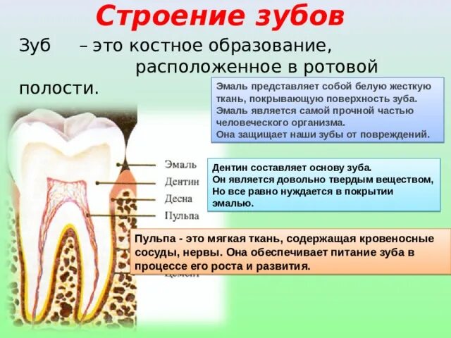 Костная основа полости рта. Строение зуба. Строение зуба презентация. Строение эмали зуба. Эмаль зубов строение.