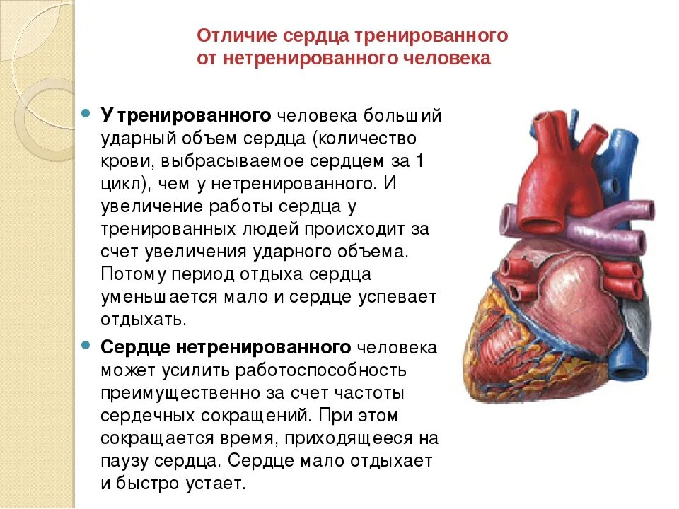 Как понять что говорит сердце. Тренировка сердечно-сосудистой системы. Отличие тренированного сердца от нетренированного. Отличие сердца тренированного человека от нетренированного. Работа сердца. Значение тренировки сердца..