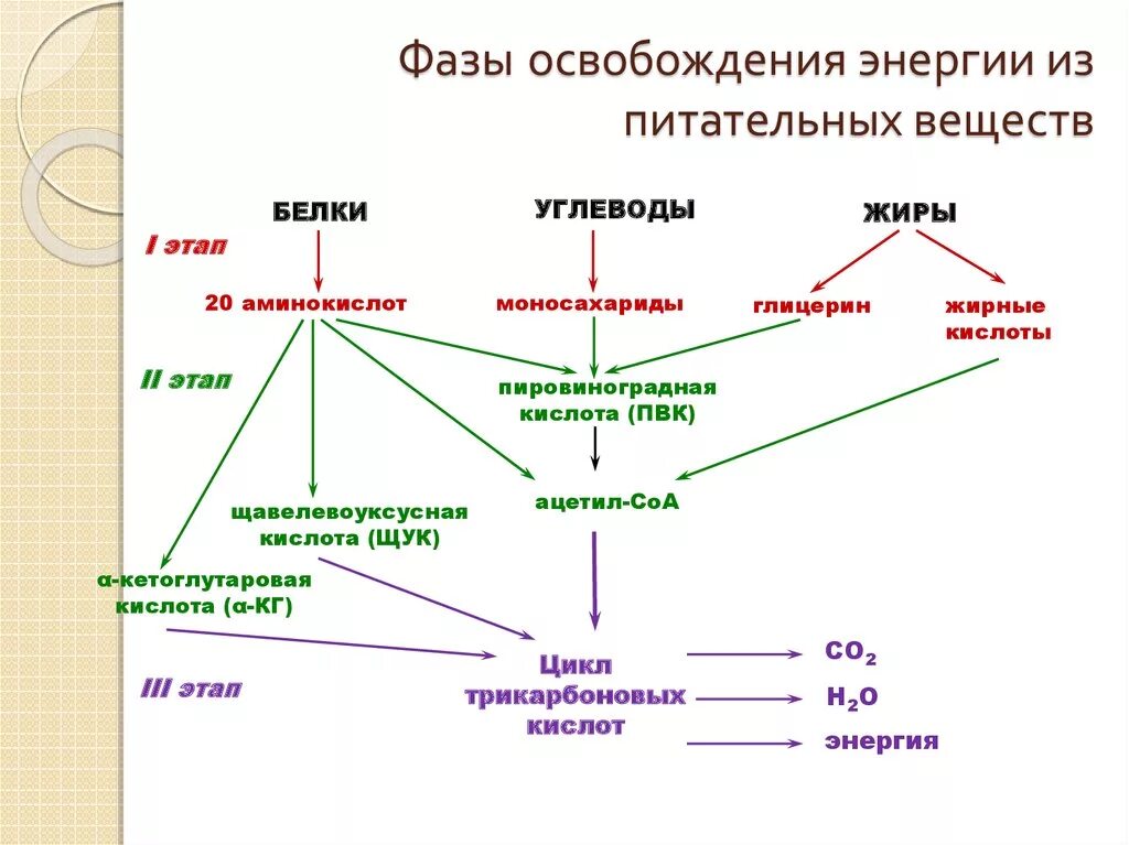 Источником энергии для жизни организмов является. Фазы извлечения энергии из питательных веществ. Основные стадии освобождения энергии из питательных веществ. Фазы катаболизма питательных веществ таблица. Этапы катаболизма пищевых веществ.