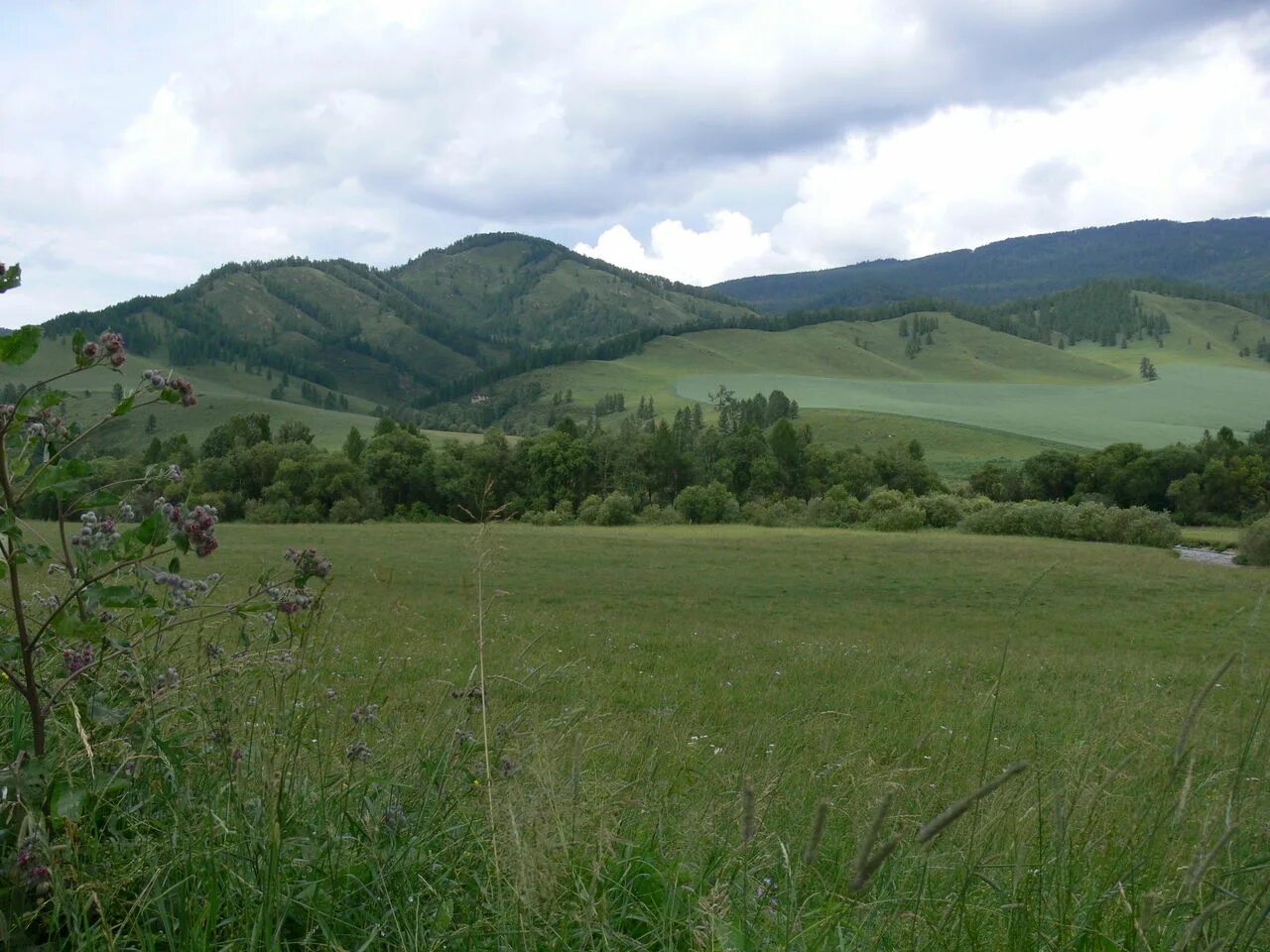 Алтайский край предгорье. Алтайское предгорье. Фото предгорье Алтая. Предгорье Убинка.