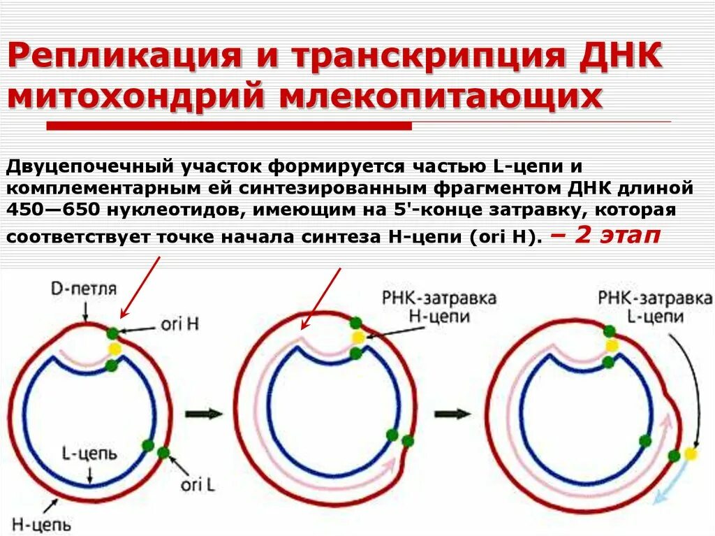 Форма кольцевой днк. Репликация митохондриальной ДНК. ДНК полимераза репликация ДНК. Гены митохондриальной ДНК. Репликация и транскрипция ДНК.