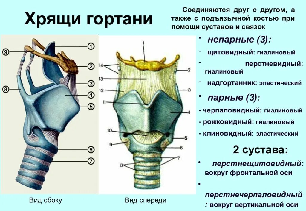 Передний верхний край. Рожковидный хрящ гортани. К парным хрящам гортани относятся. Строение перстневидного хряща гортани. Строение гортани парные хрящи.