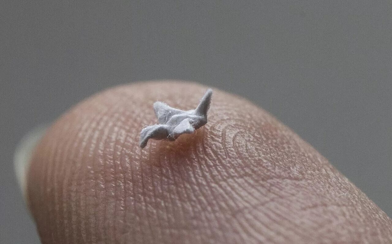 самые маленькие создания. этрусская бурозубка. карликовая обезьянка игрунка. хамелеон брукезия. мармозетка обезьянка игрунка.