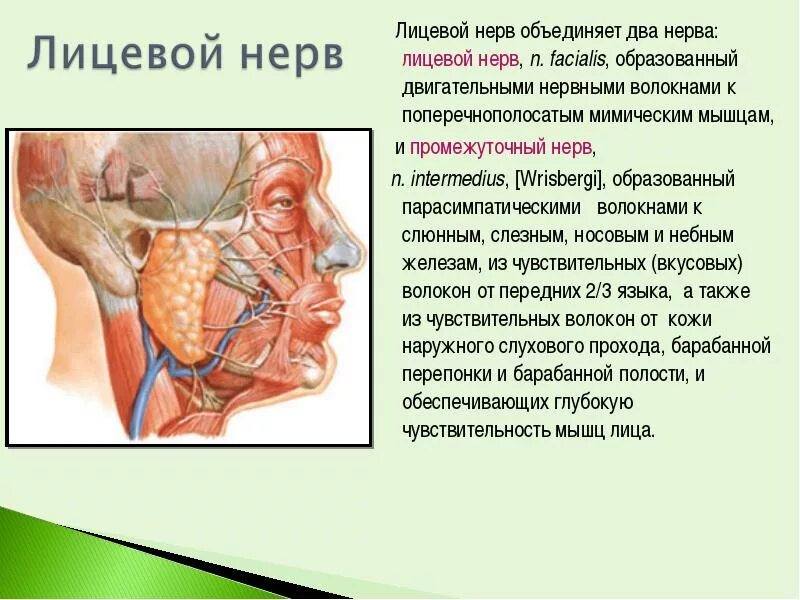 Лицевой нерв является. Промежуточно лицевой нерв. лицевой и промежуточный нервы. nervus intermedius лицевого нерва. парасимпатическое ядро лицевого нерва.