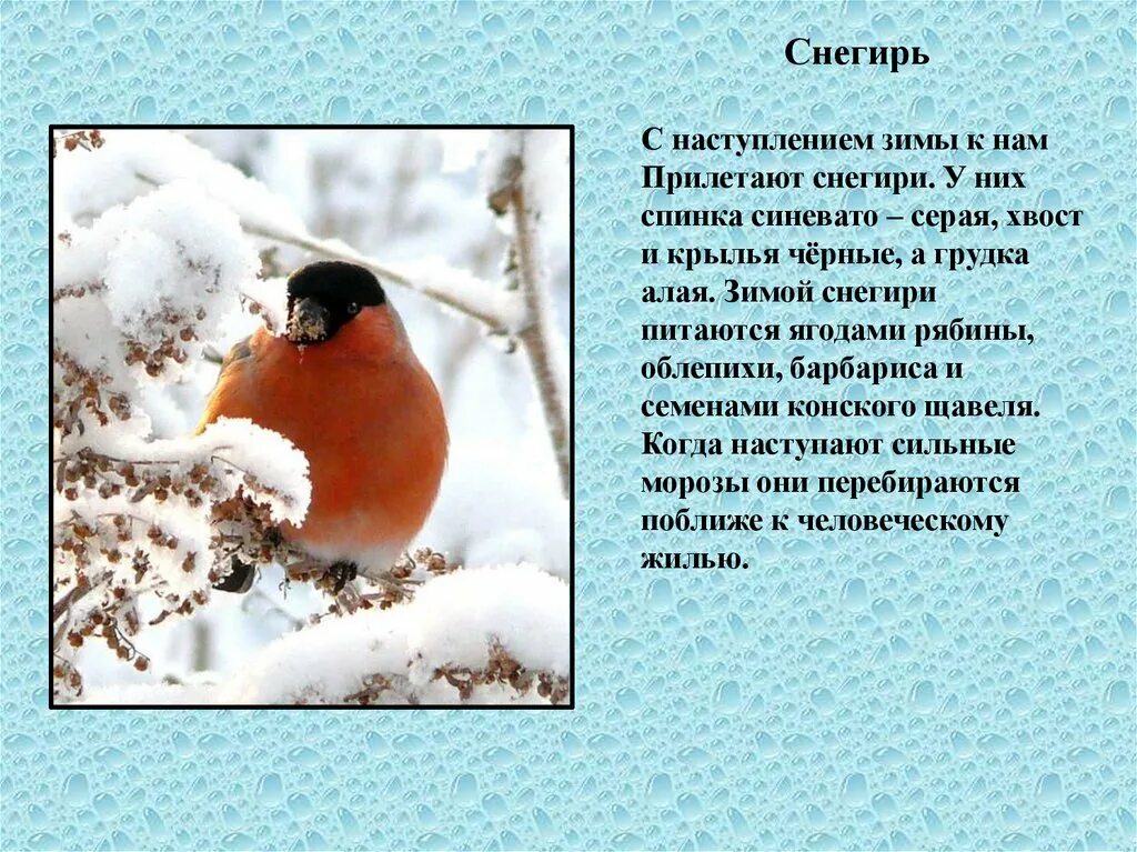 Снегирь сколько букв