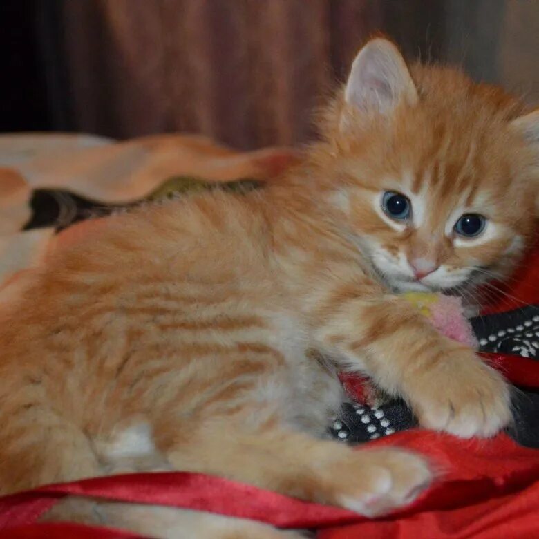 Купить кошку томск. Рыжий котенок Саранск. Котята в Саранске. Кот Саранск. Авито котенок метис.