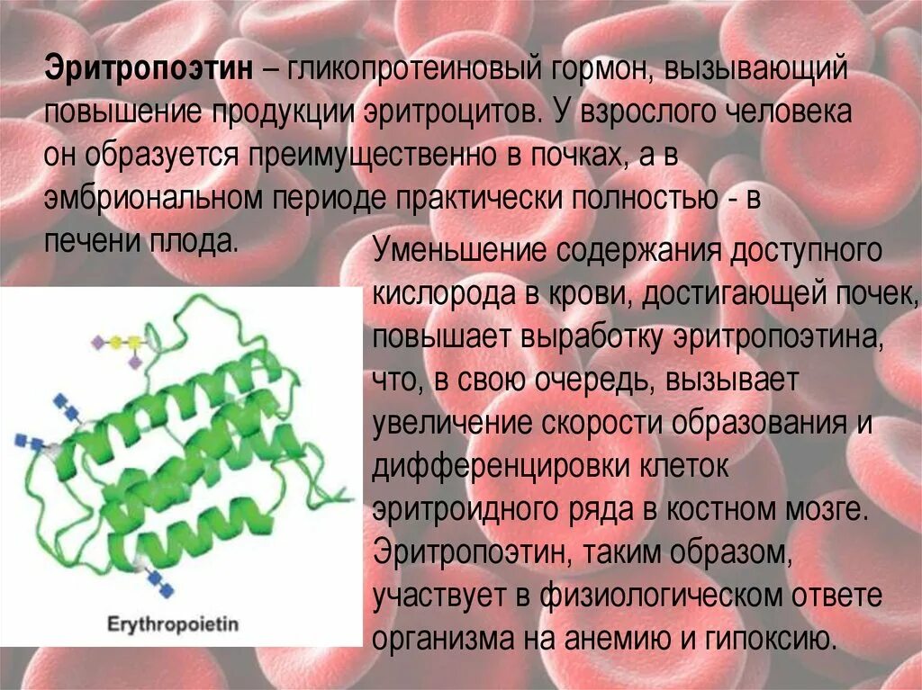 Эритропоэтин что это. Эритропоэтин. Эритропоэтин гормон. Эритропоэтин почки. Эритропоэтин синтезируется в.