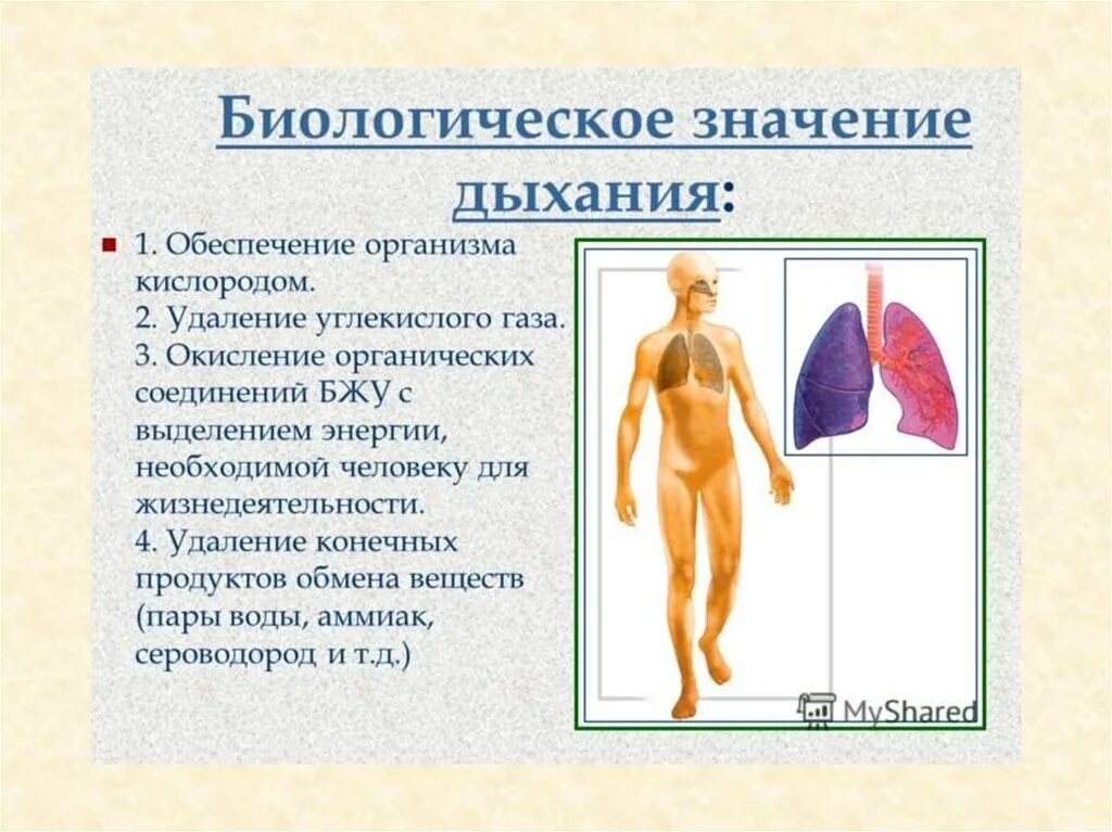 Биологические соединения в организме. Кислород в организме человека. Движение кислорода в организме. Биологическое значение дыхания. Роль дыхания в организме человека.