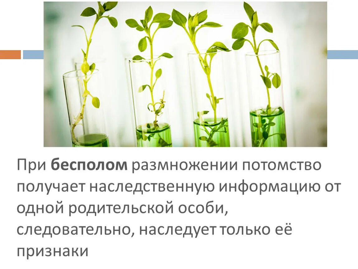 Почему при половом размножении потомства. Наследственность бесполого размножения. При бесполом размножении потомство. Наследственная информация при бесполом размножении. Наследственность получает при бесполовом размножении.