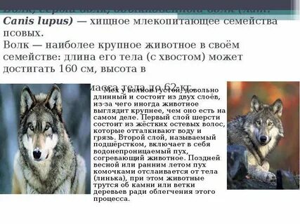 Серый волк информация