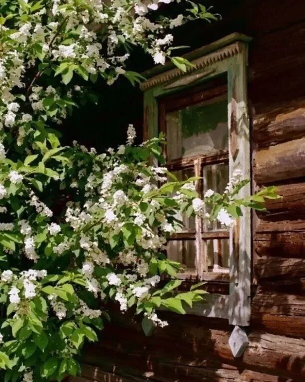 Туда где цветет. Сад вишня черёмуха. Черемуха в деревне. Цветущая яблоня в деревн. Деревенский домик в яблоневом цвету.