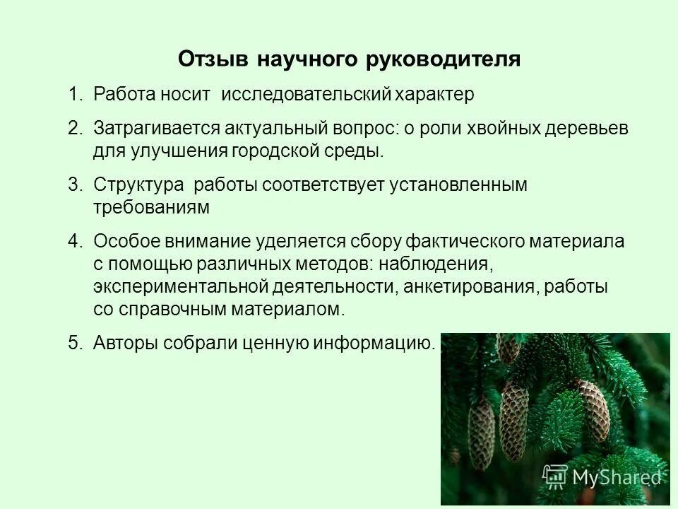 Работа в хвойной. Исследовательские работа по теме хвойные. Хвойные деревья презентация. Роль хвойных растений в природе. Отзыв о научно-исследовательской работе.