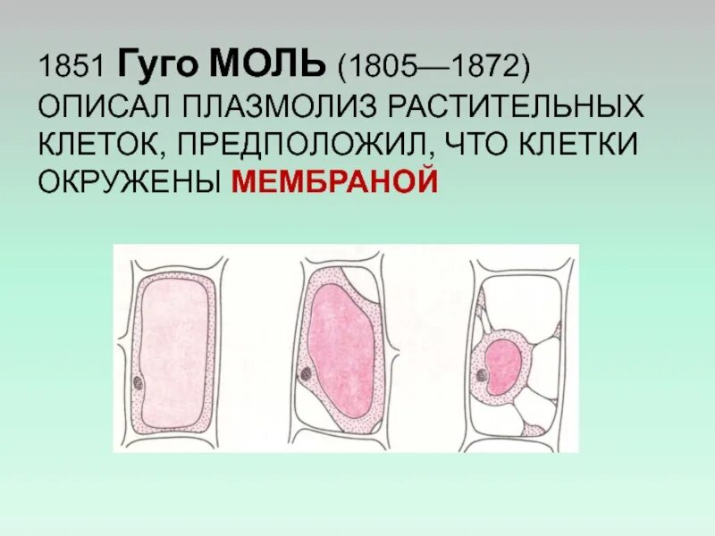 Деплазмолиз рисунок. Схема плазмолиза и деплазмолиза. плазмолиз и деплазмолиз в клетках схема. плазмолиз строение клетки. явление плазмолиза и деплазмолиза в растительной клетке.