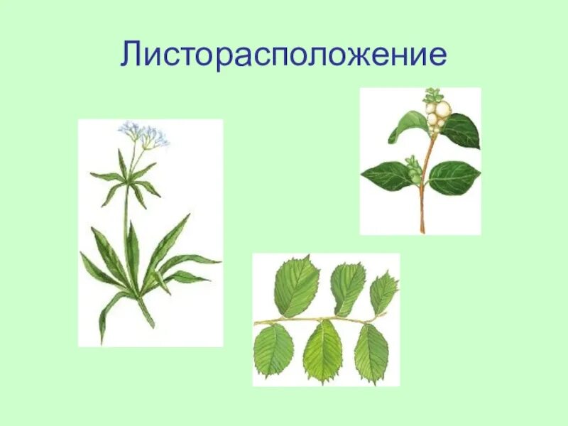 Листорасположение жилкование листа. Яснотка белая листорасположение. листорасположение биология. листоположние у яснотка белая. мутовчатое листорасположение.