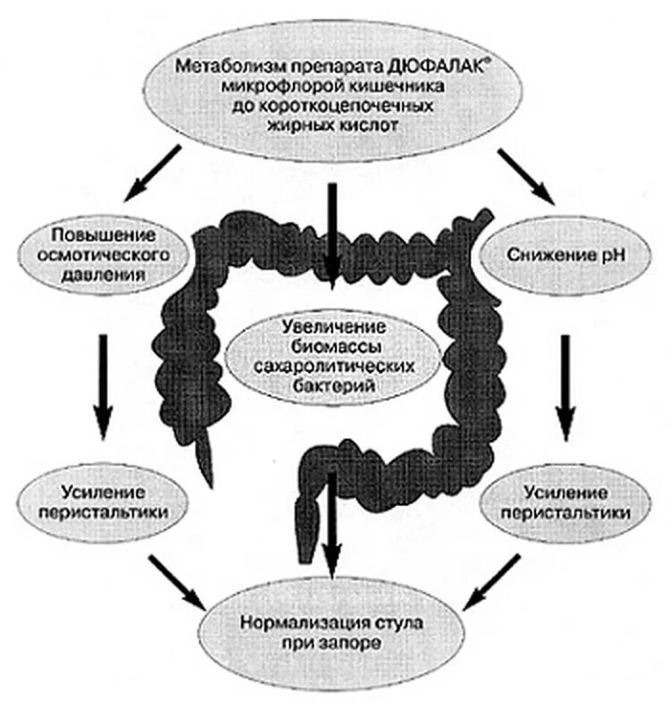 Как работает запор. Механизм развития запора. патогенез запора. этиология запоров. механизм развития хронического запора.