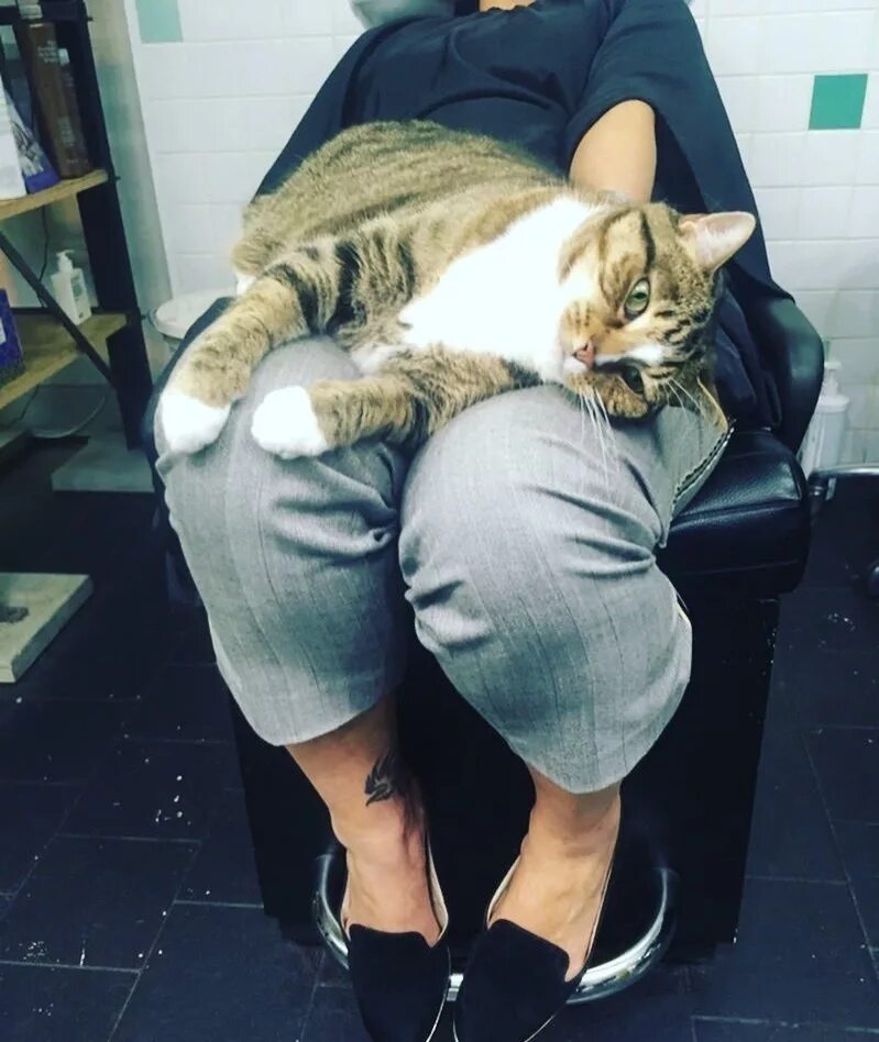 Забравшаяся кошка ко мне на колени. Аниме обои смешные рихито. Камин и кошка. Забравшаяся кошка ко мне на колени. Спящий кот.