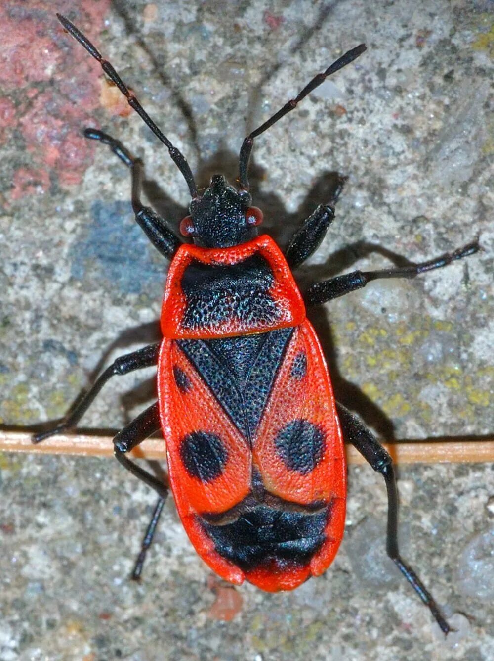 Насекомые солдатики фото. Клоп-солдатик – Pyrrhocoris apterus. Жук красноклоп солдатик. Жук пожарник клоп солдатик. Жук клоп солдатик.