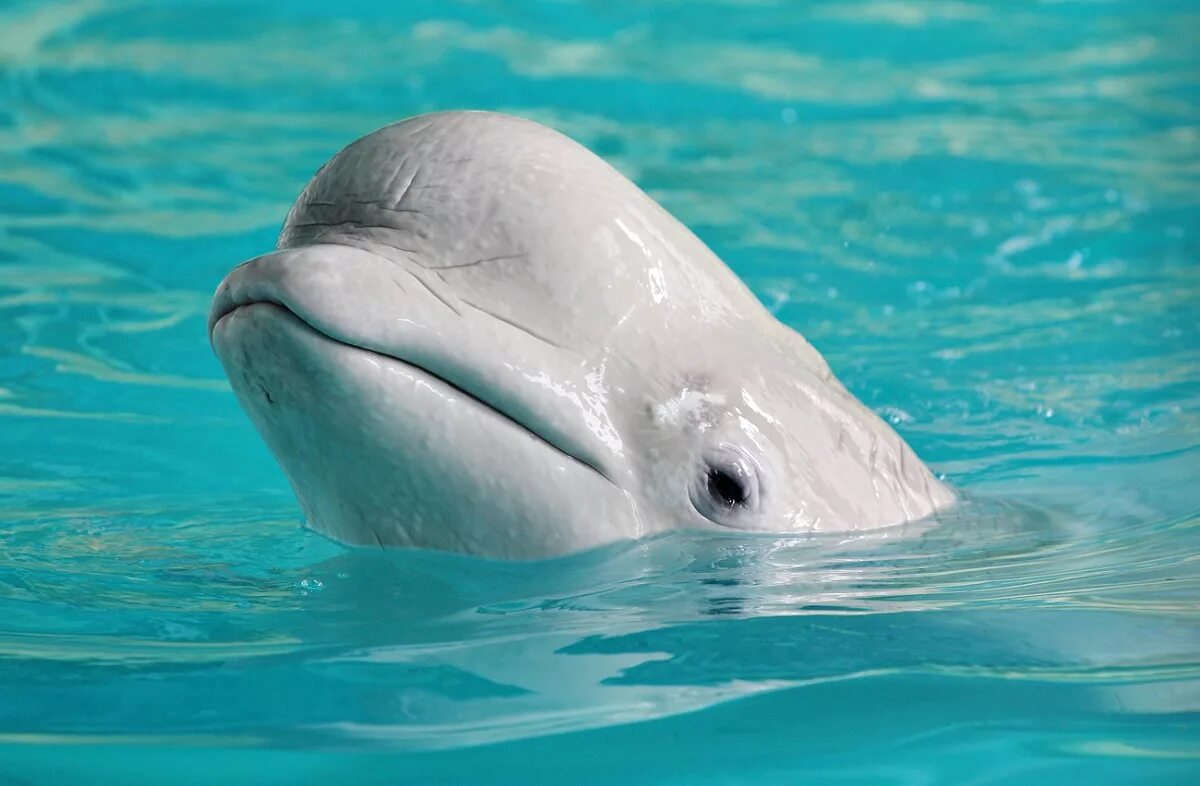 К какой группе относятся белухи. Кит Белуха. Полярный Дельфин Белуха. Афалина альбинос Дельфин. Белый Дельфин Белуха.