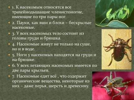 Три пары ног имеет насекомое
