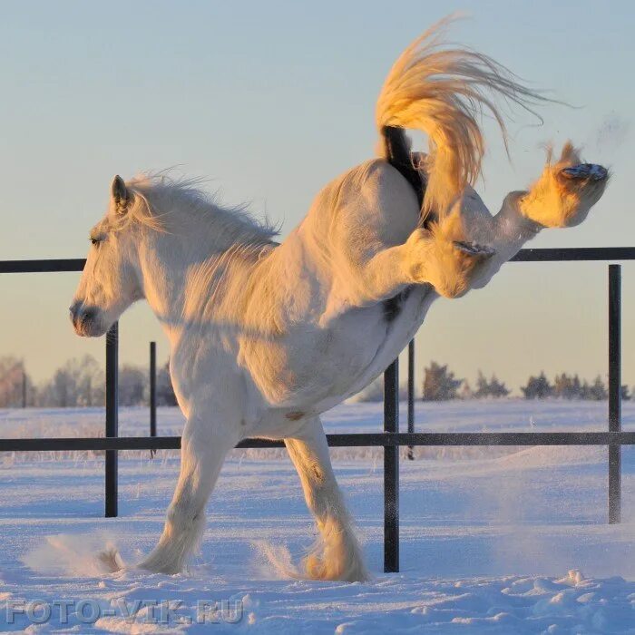Конь в упряжке. Кони в зимнем поле. Нетерпеливая лошадь. Лошадь зимой. Лошади в снегу.