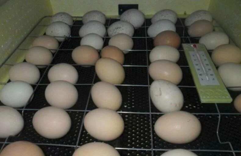 Сколько раз переворачивать яйца. Гусиные яйца в инкубаторе Несушка. Инкубационное яйцо «Ломанн Браун Классик». Инкубационное яйцо кур инкубация. Инкубатор Несушка Утиные яйца.