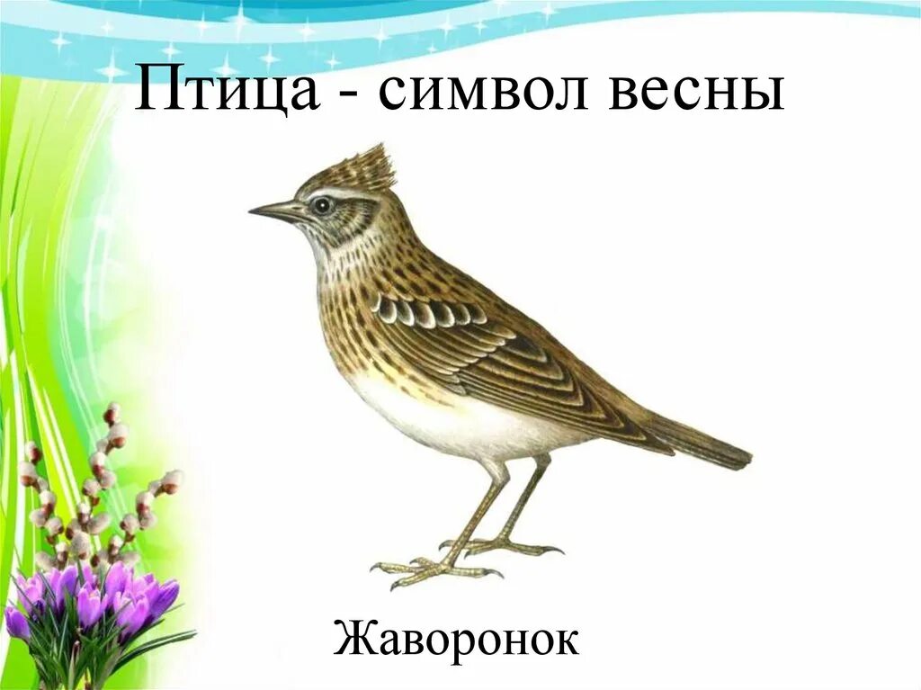 Песня жаворонки голосят над зеленой. Птица символ весны. Жаворонок символ весны. Птицы символизирующие весну. Символ птицы.
