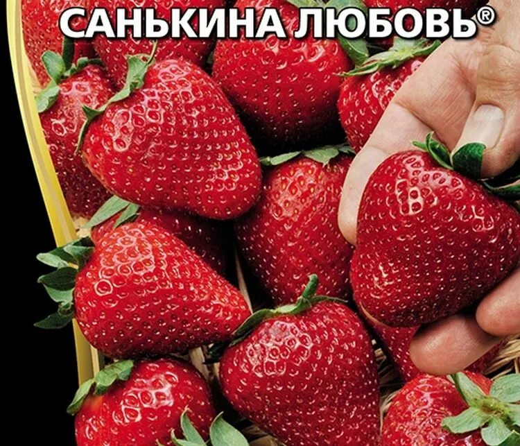 Дачник купил а саженцев клубники. Земляника санькина любовь 6шт цп (уд) ремонтантная. земляника санькина любовь ремонтантная. земляника санькина любовь ремонтантная (уральский дачник) ц. земляника санькина любовь (ремонтантная) уд.