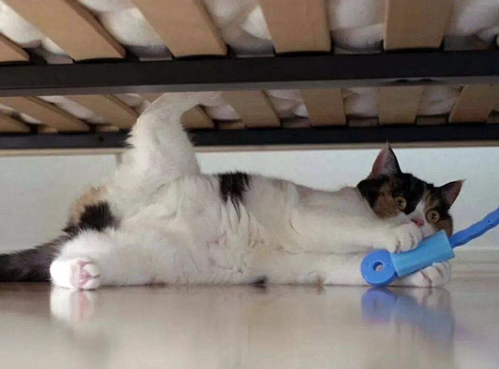 The cat under the bed. Кошка под кроватью фото. Кот спрятался под диван. Кот под диваном. Кот под кроватью.