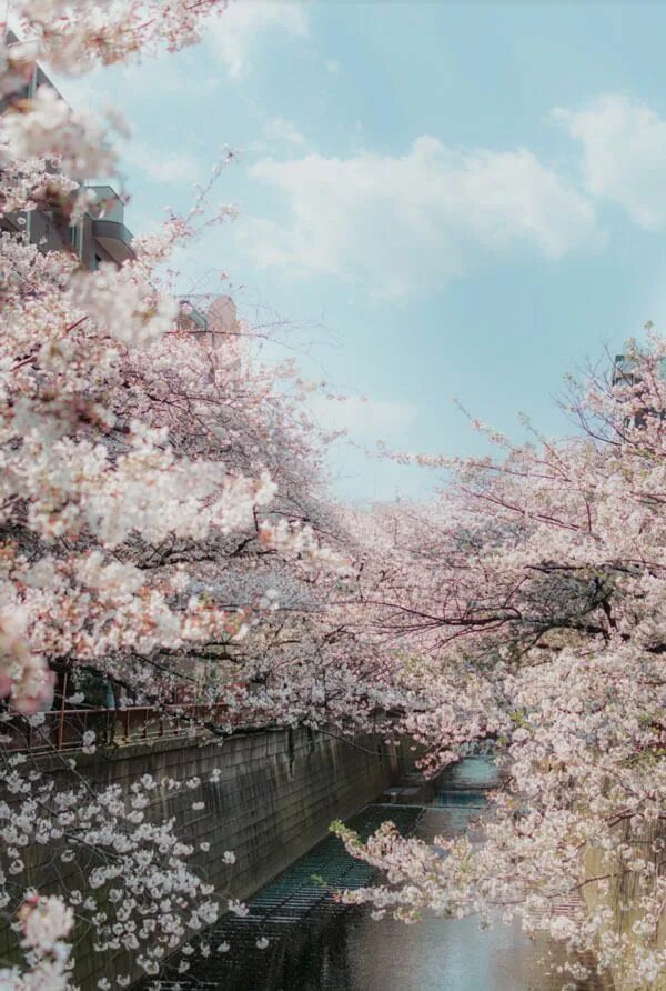 Japanese blossom. Апрель в Японии. Времена года в Японии. Japanese Spring.