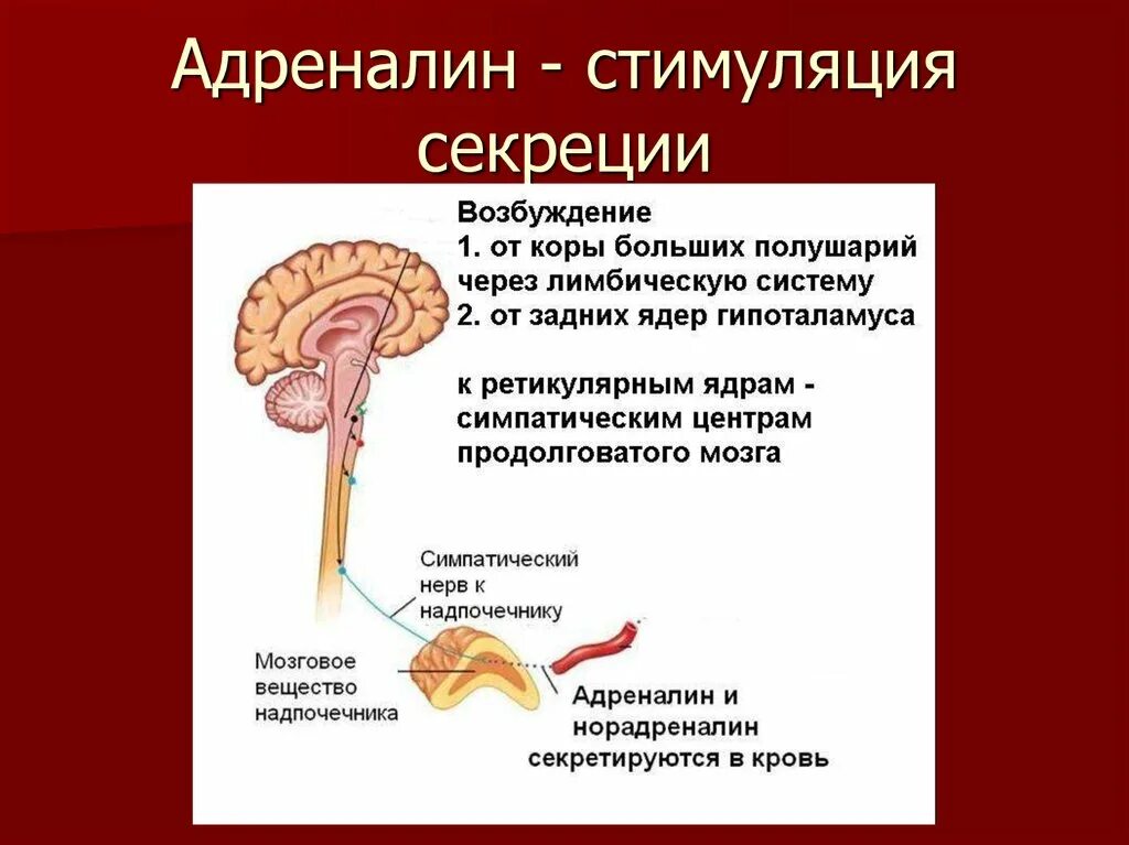 Адреналин кишечник. Стимул секреции адреналина. Механизм выработки адреналина. Адреналин и норадреналин стресс. Адреналин стимулы секреции гормонов.