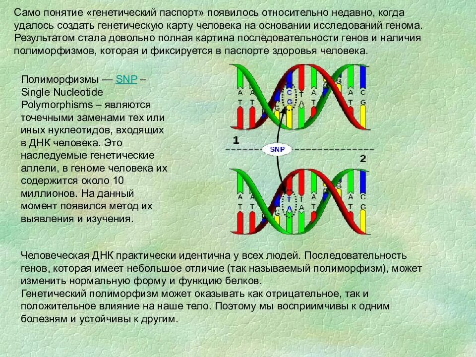 Генетическая паспортизация. Паспортизация наследственности это.