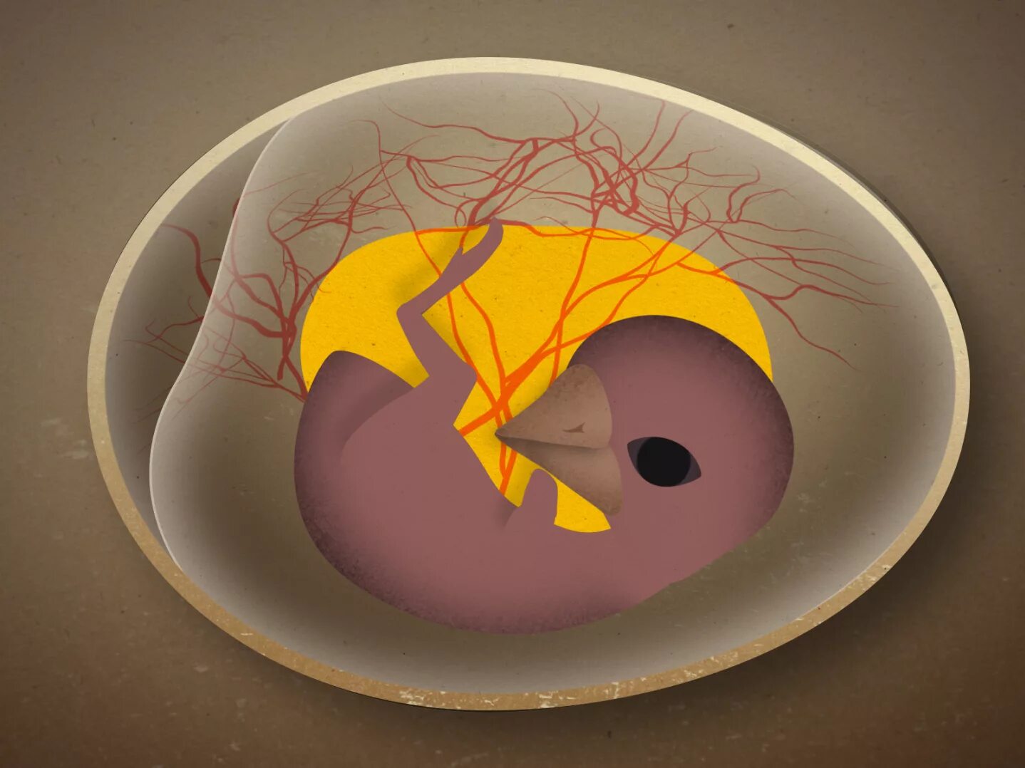 Яйцо 1 клетка. Зародыш внутри яйца птиц. Зародыш курицы эмбрион. Зародыш курицы эмбрион в яйце. Куриное яйцо зародыш птенца?.